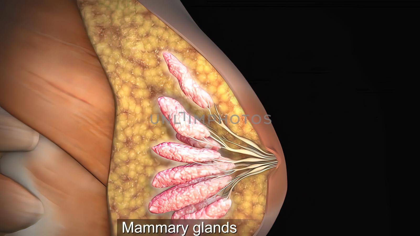 The mammary gland by creativepic