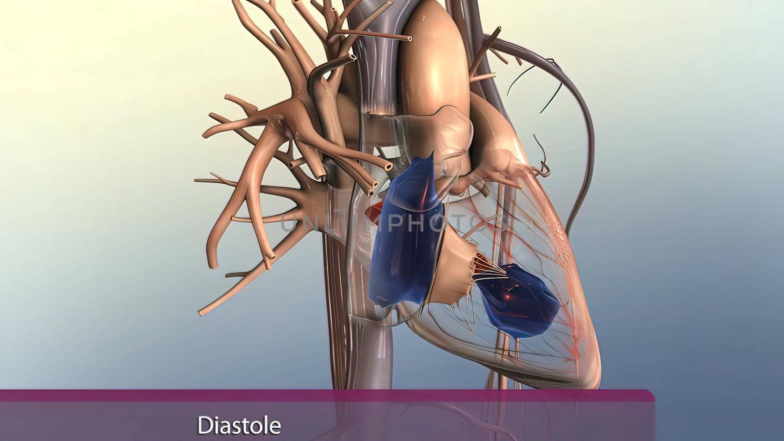 Muscle parts of the human heart 3D illustration