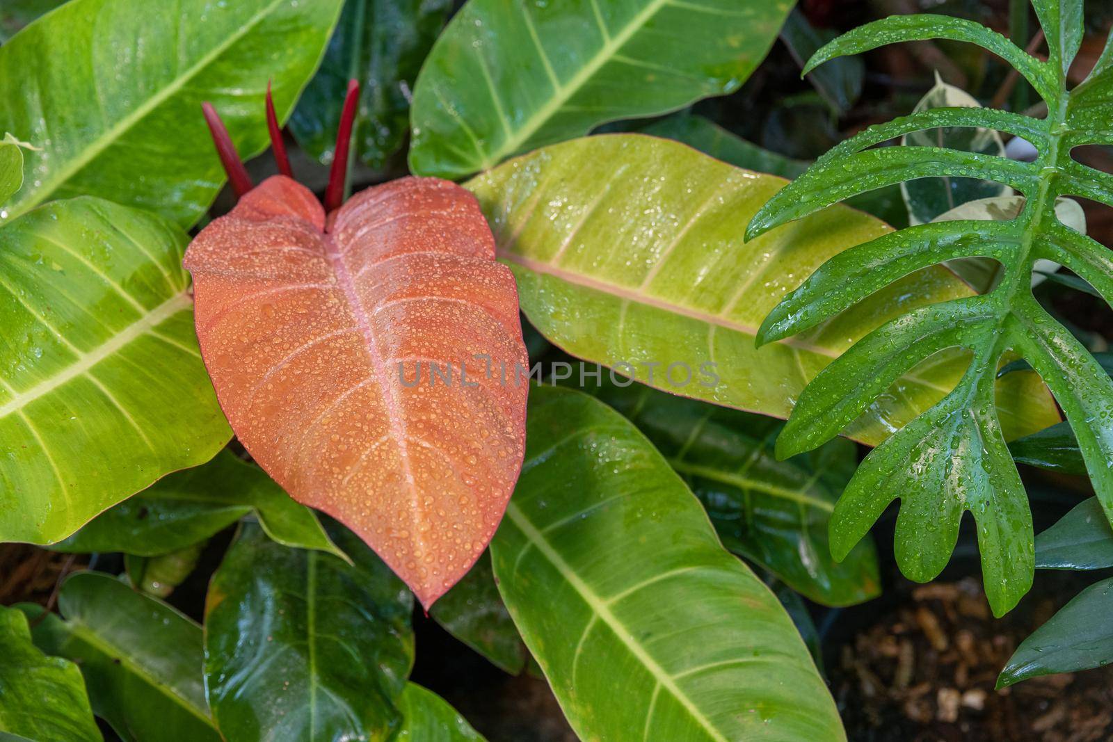 Close-up of raindrops on red Philodendron leaf