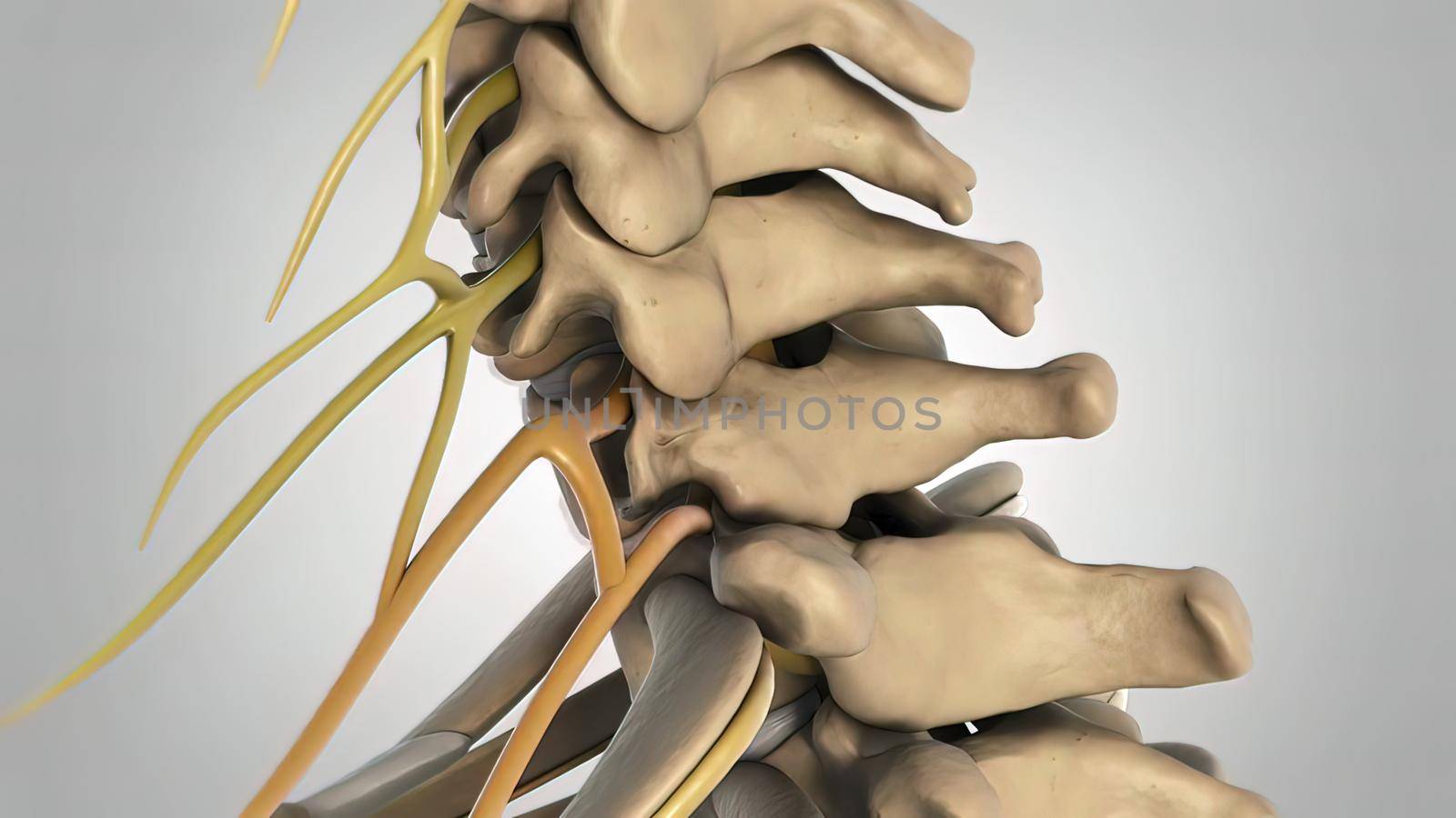 The lumbar spine refers to the lower back, where the spine curves inward toward the abdomen. 3d illustration