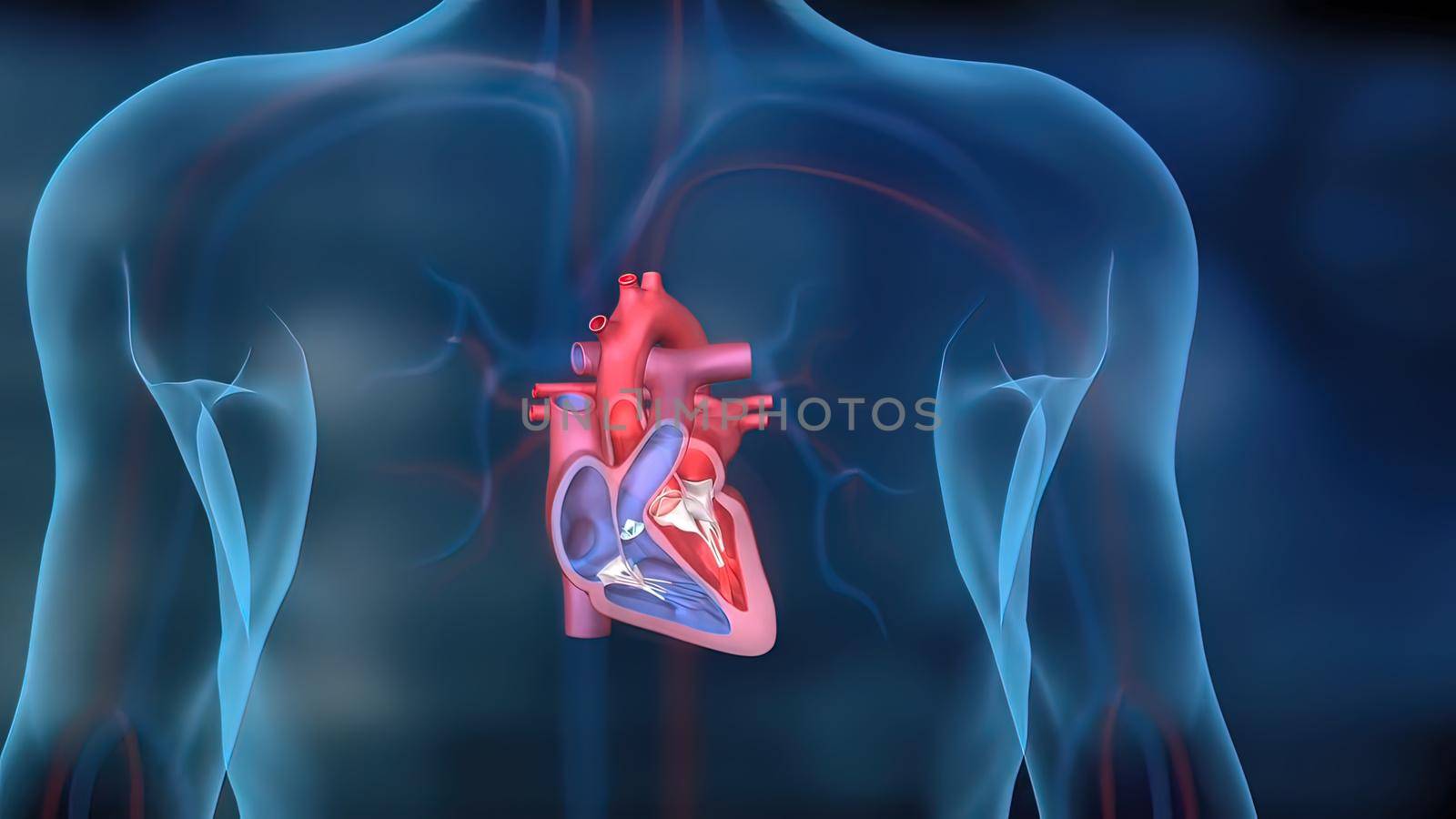 As the heart beats, it pumps blood through a system of blood vessels, called the circulatory system. The vessels are elastic, muscular tubes that carry blood to every part of the body. 3D illustration