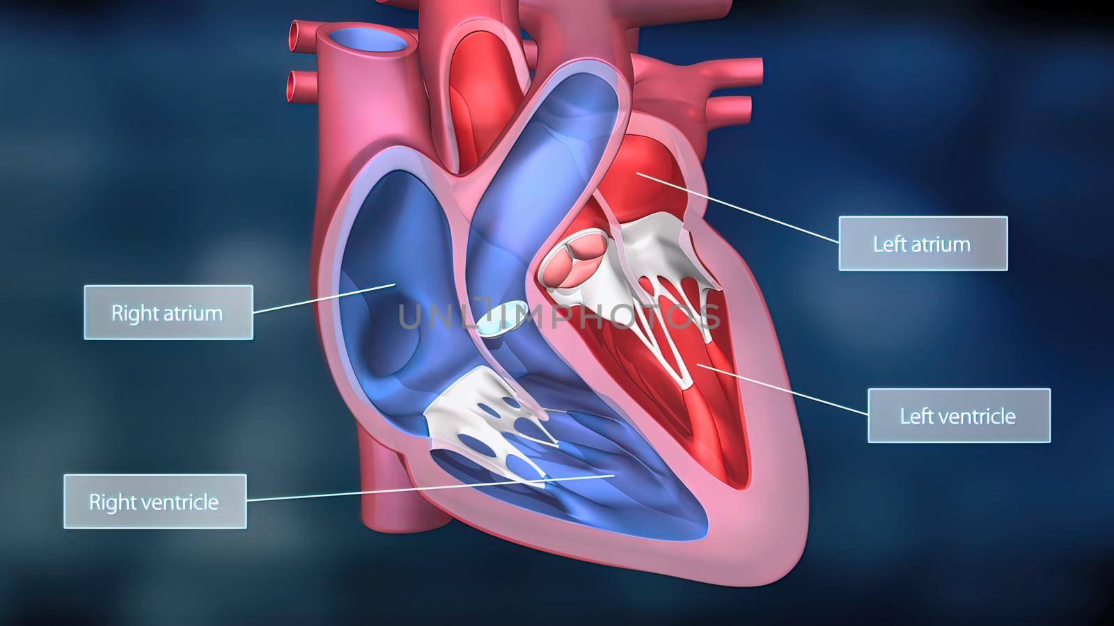 As the heart beats, it pumps blood through a system of blood vessels, called the circulatory system. The vessels are elastic, muscular tubes that carry blood to every part of the body. 3D illustration