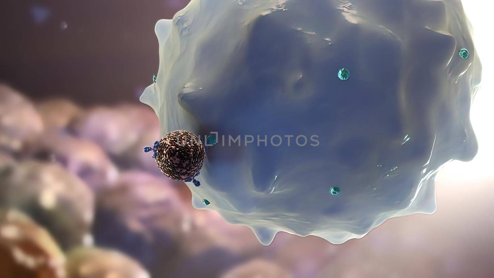 Macrophages are effector cells of the innate immune system that phagocytose bacteria and secrete both pro inflammatory and antimicrobial mediators. 3D illustration
