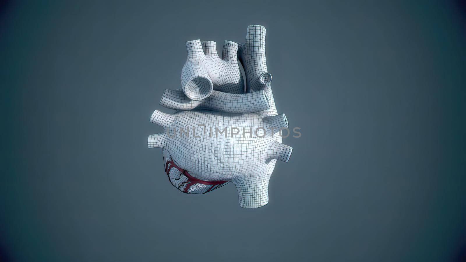 Human heart, realistic anatomy by creativepic