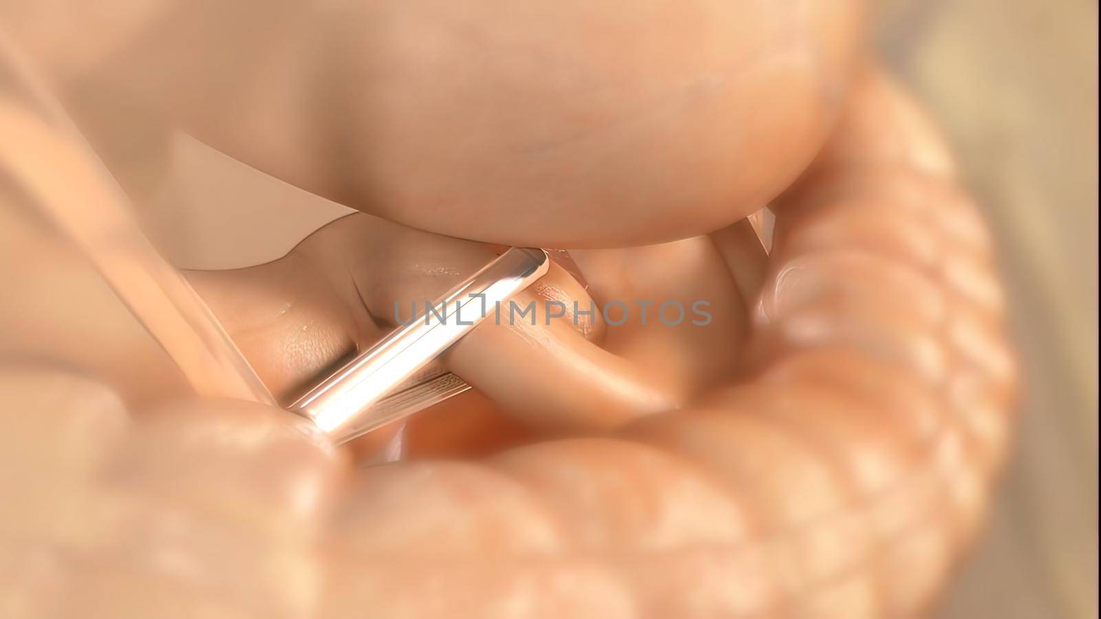 The intestines are a long, continuous tube running from the stomach to the anus. Most absorption of nutrients and water happen in the intestines 3D illustration