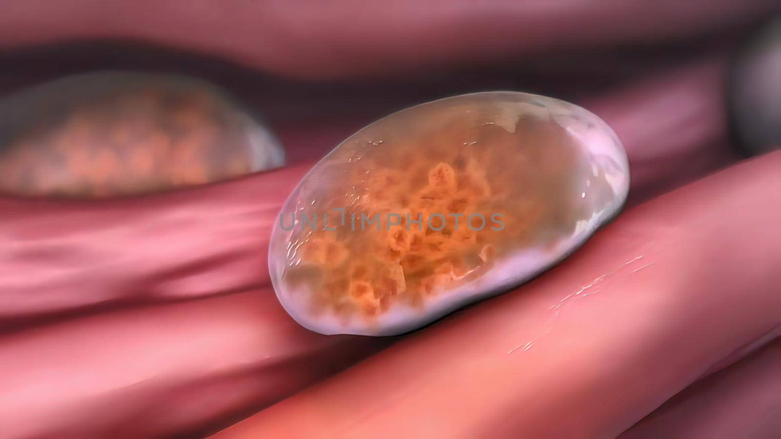 muscles in lysosome hd 3D illustration