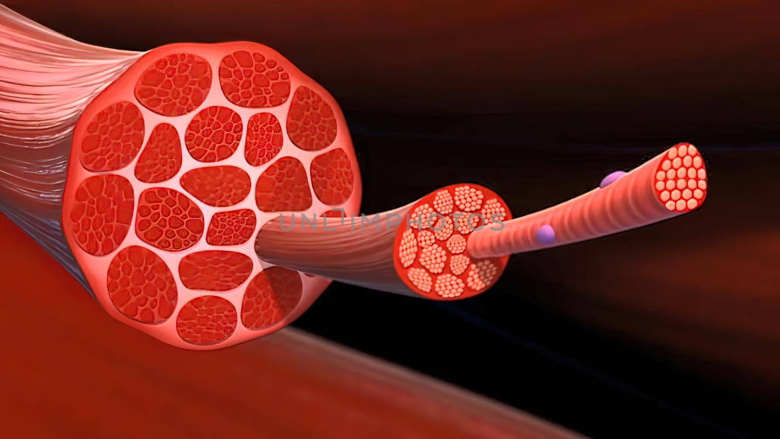 Muscle cross- section zoom in 3D illustration