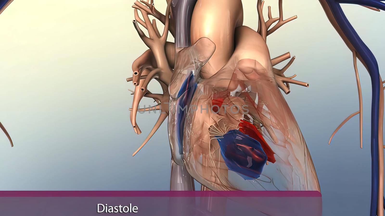 Muscle parts of the human heart 3D illustration