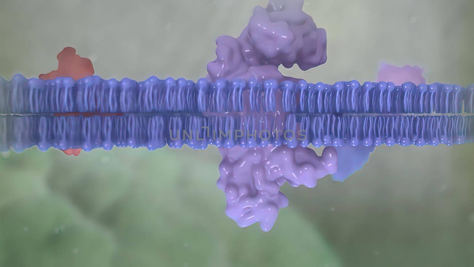 Animated clip showing the lipid layer by creativepic