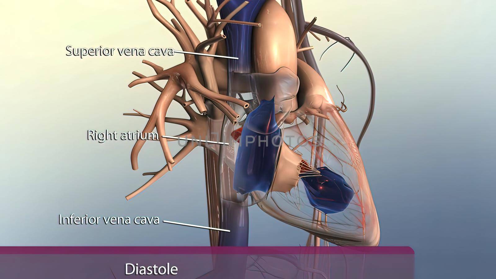 Muscle parts of the human heart 3D illustration