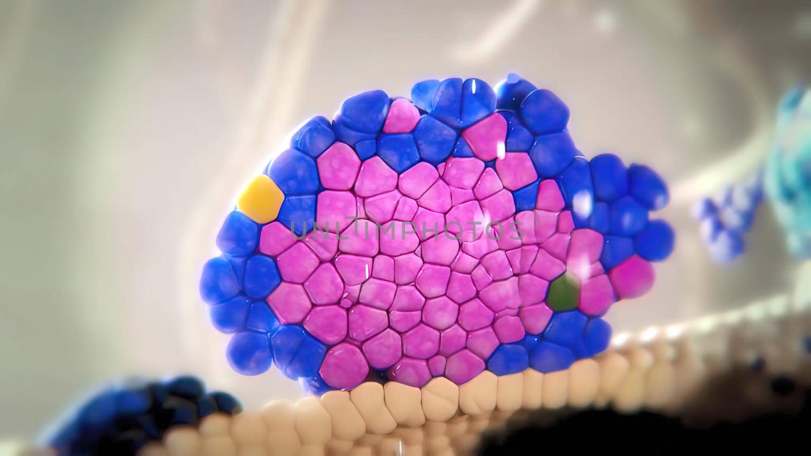 Pancreatic islet cells are the main source of insulin and glucagon, which are produced by cells and cells, respectively. 3D illustration