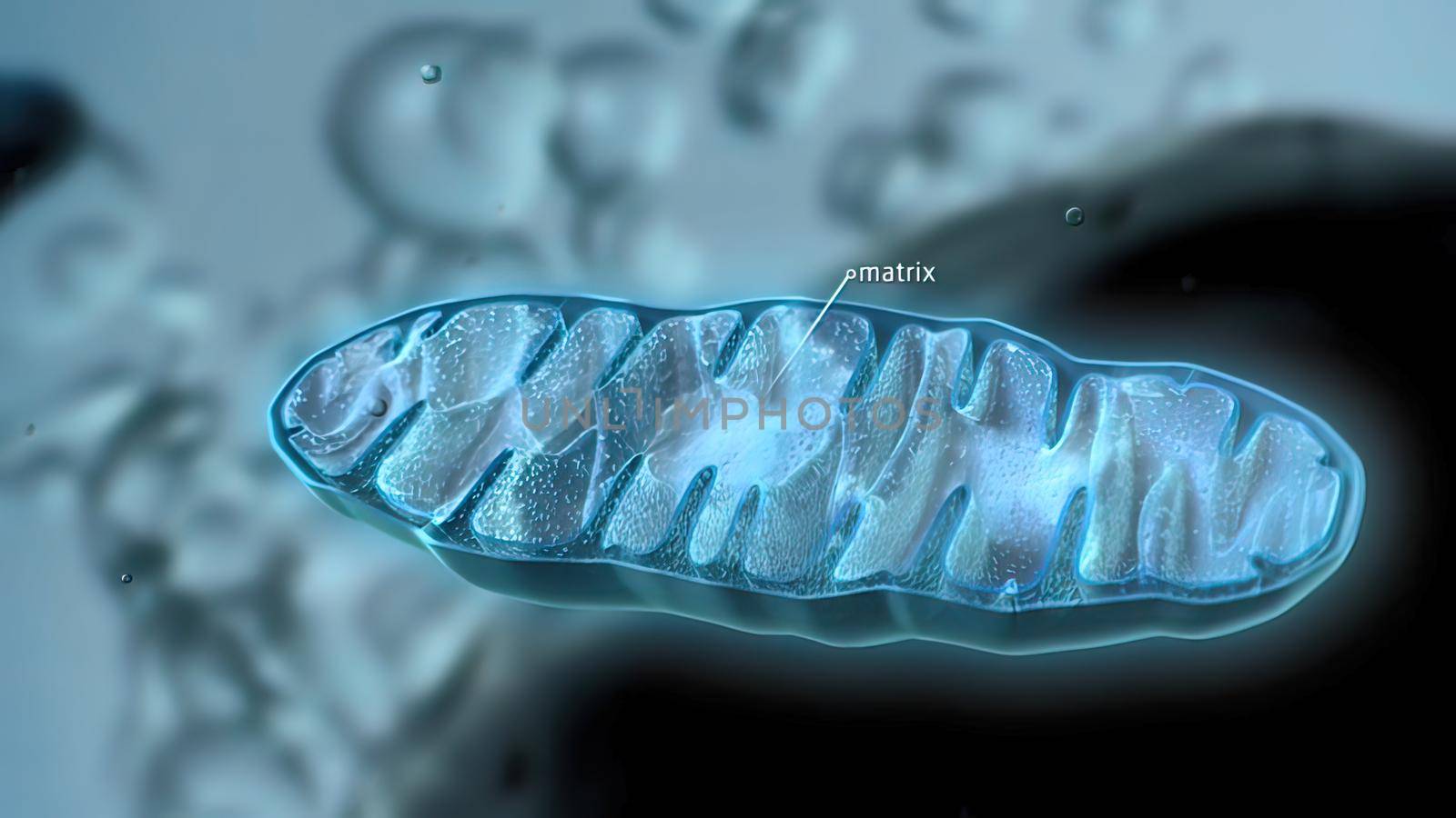 Mitochondrial DNA is the small circular chromosome found inside mitochondria. These organelles found in cells have often been called the powerhouse of the cell. 3D illustration