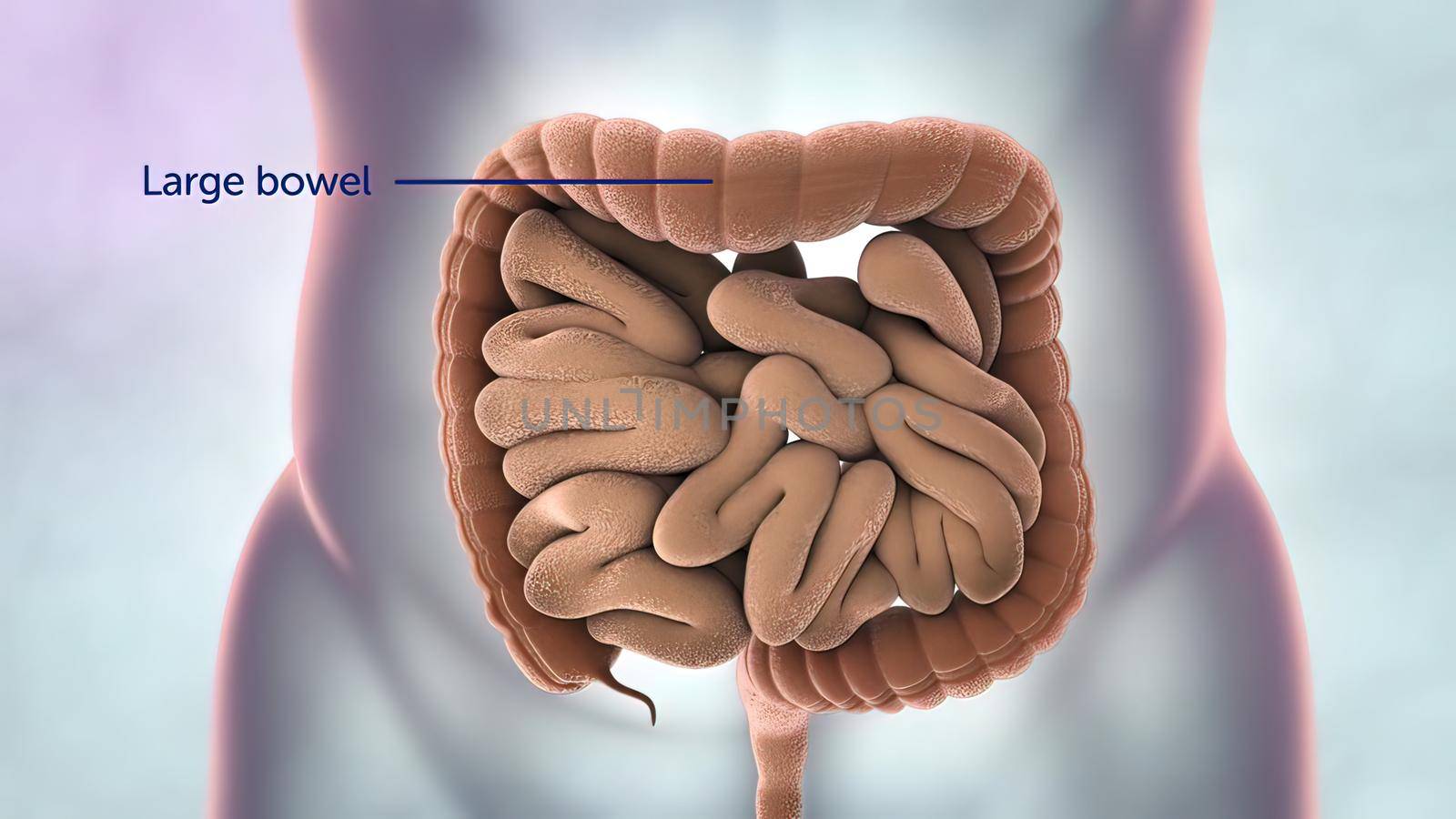 The intestine is part of the digestive system. It is made up of the small intestine and the large intestine. The colon and rectum are parts of the large intestine. 3D illustration