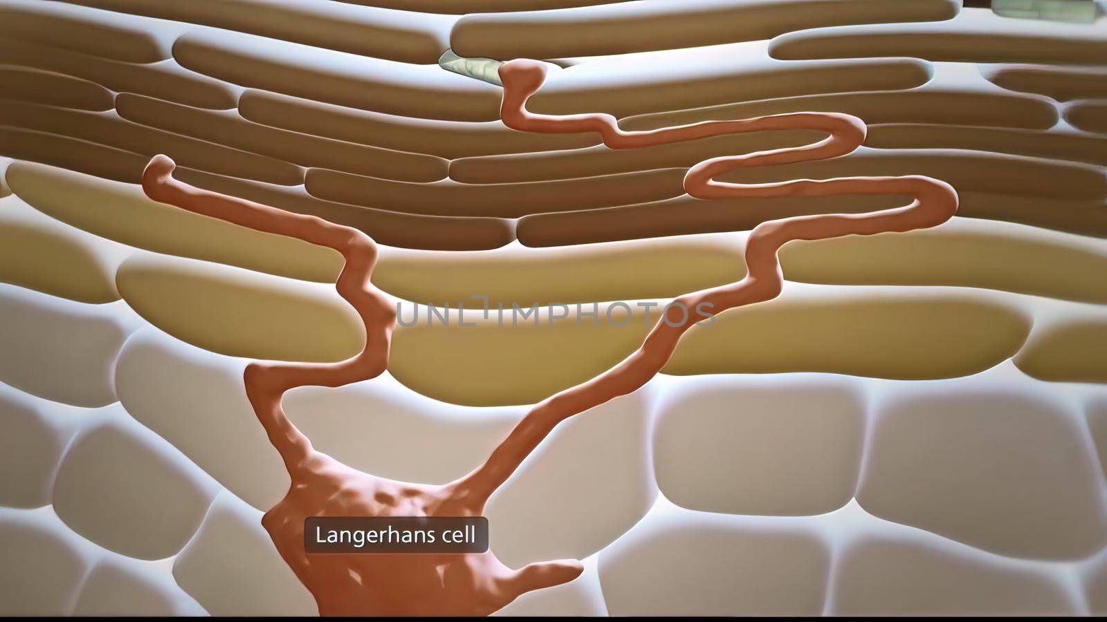 Langerhans cells are dendritic cells of the skin 3D illustration