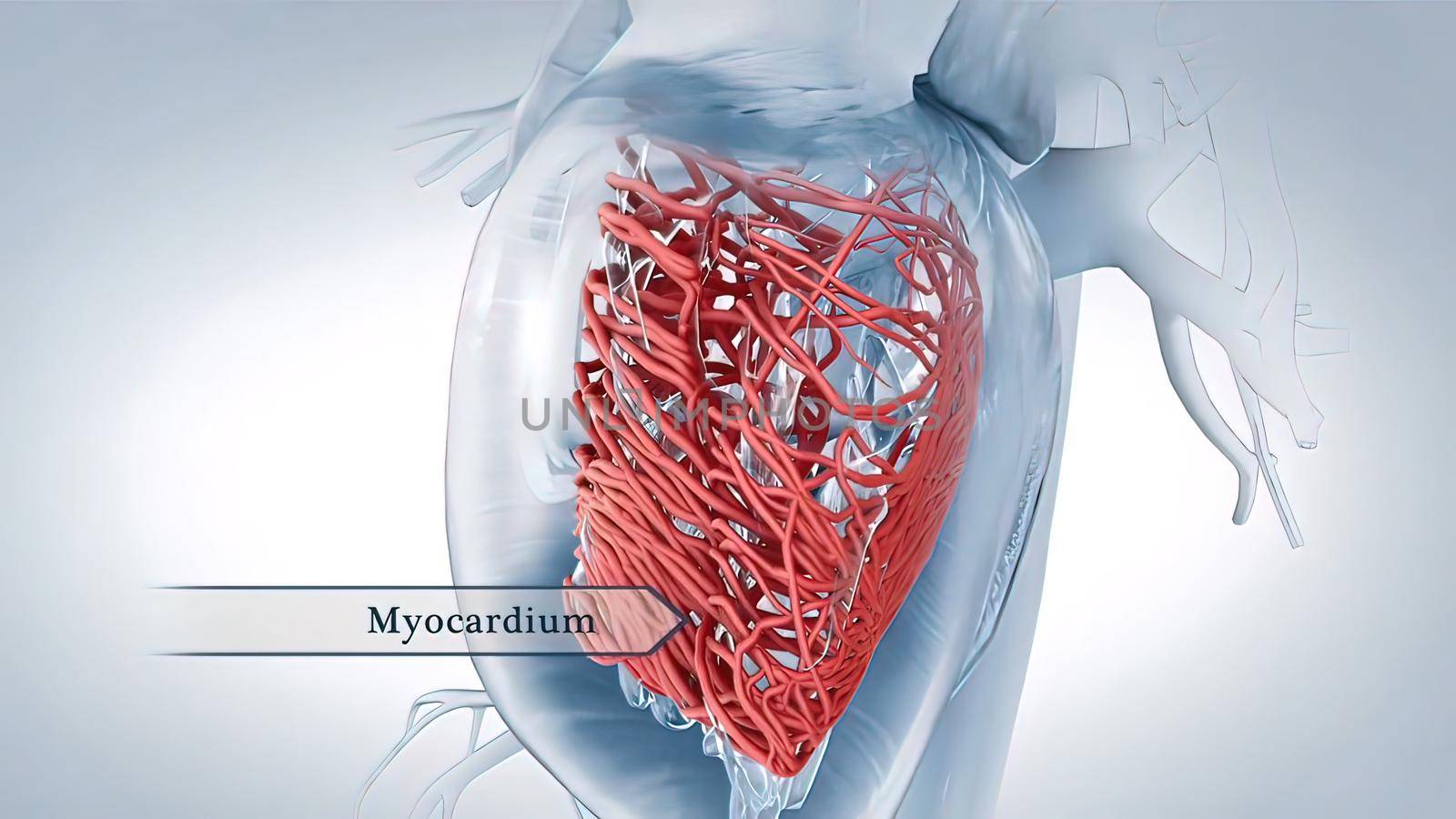 The muscle layer of the heart is termed the myocardium and is made up of cardiomyocytes. by creativepic