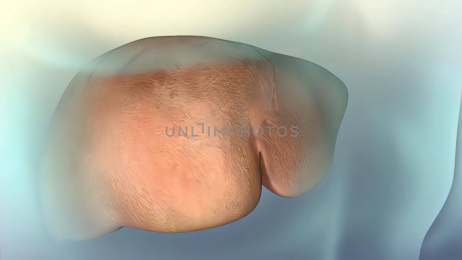 The liver is needed to digest food and cleanse your body of toxic substances. 3D illustration