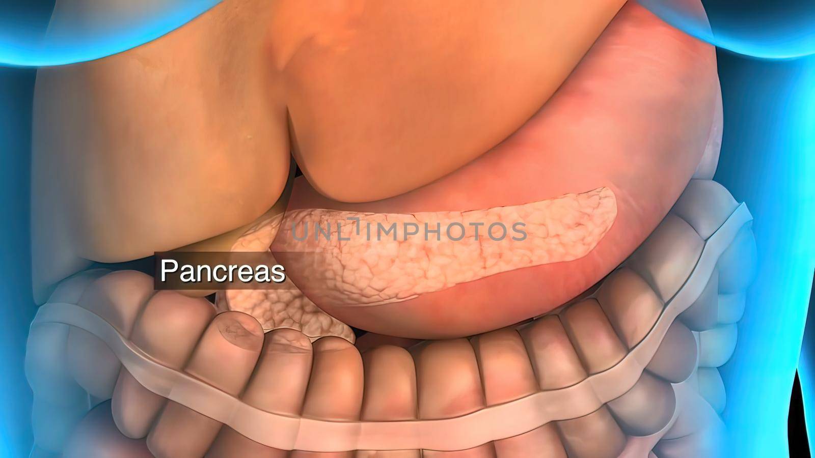 3D animated male internal organs anatomy 3D illustration