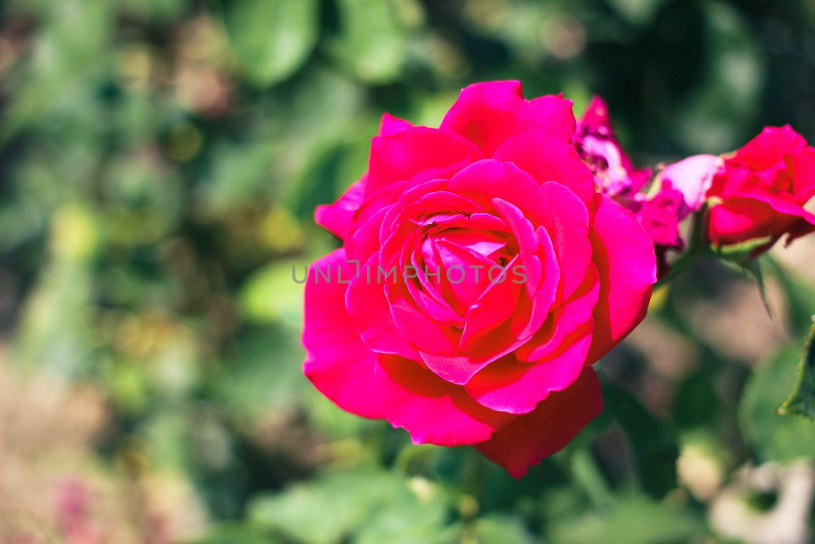 Beautiful Selection Rose Close-up in Summer Sunny Garden. Romantic Floral Bakcground or Greeting Card. High quality photo