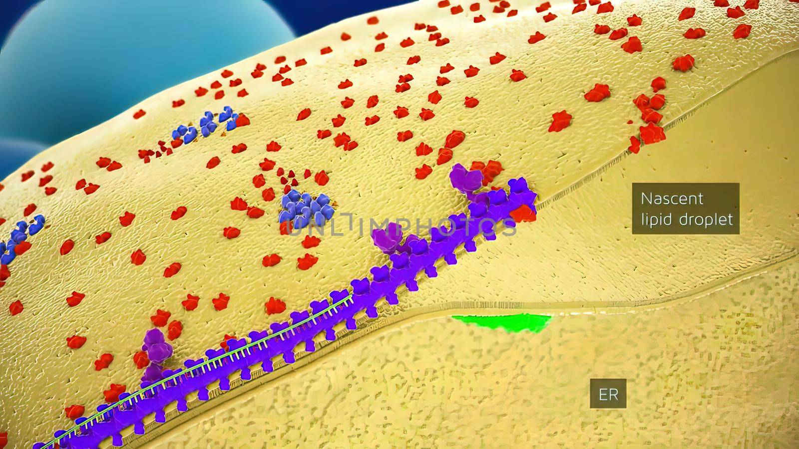 Hepatitis C is an inflammation of the liver caused by the hepatitis C virus 3D illustration