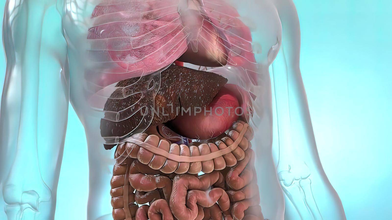 The liver is needed to digest food and cleanse your body of toxic substances. 3D illustration