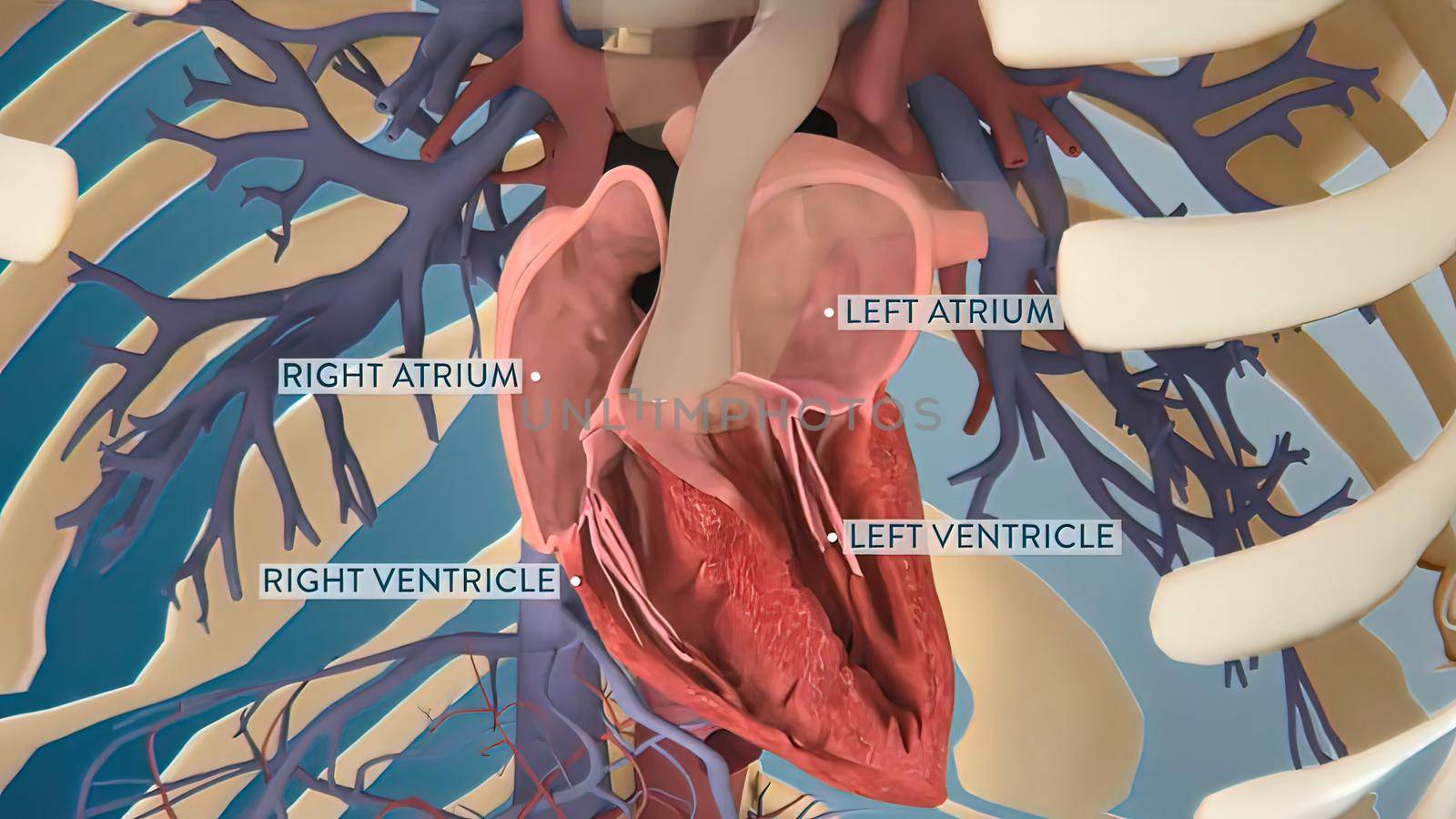 Human heart, realistic anatomy 3d model of human heart on the monitor, visual heart beating. Human anatomy, cardiovascular system.3D illustration