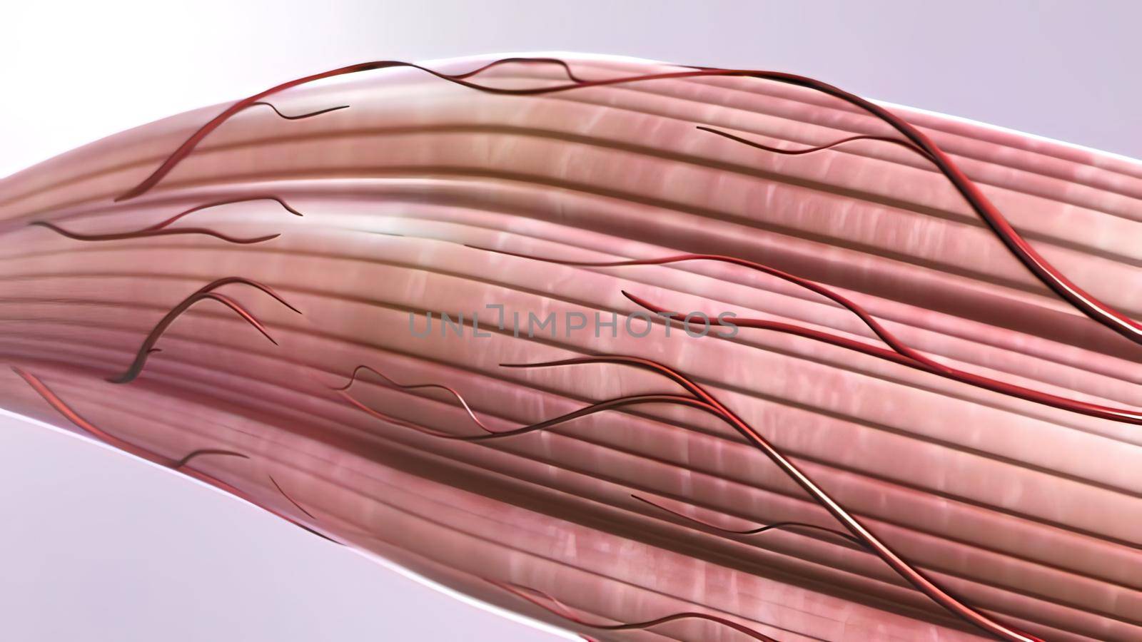 muscles and tendon- 3d illustration