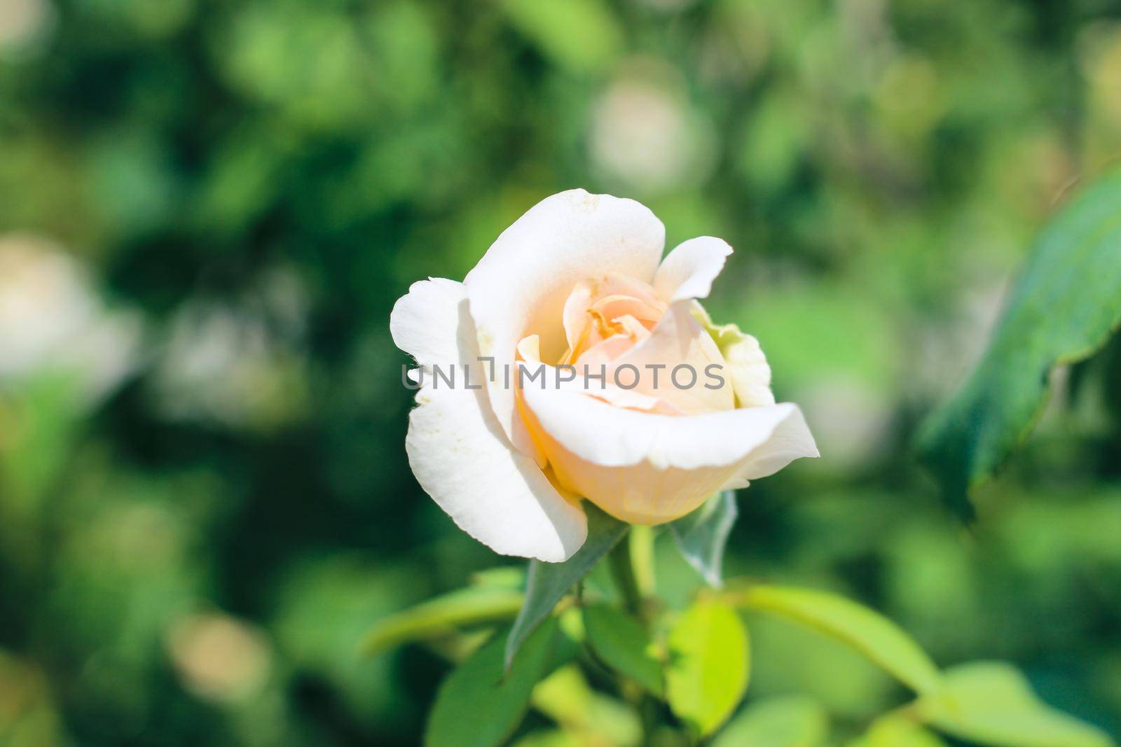 Beautiful Selection Rose Close-up in Summer Sunny Garden. Romantic Floral Bakcground or Greeting Card. by iliris