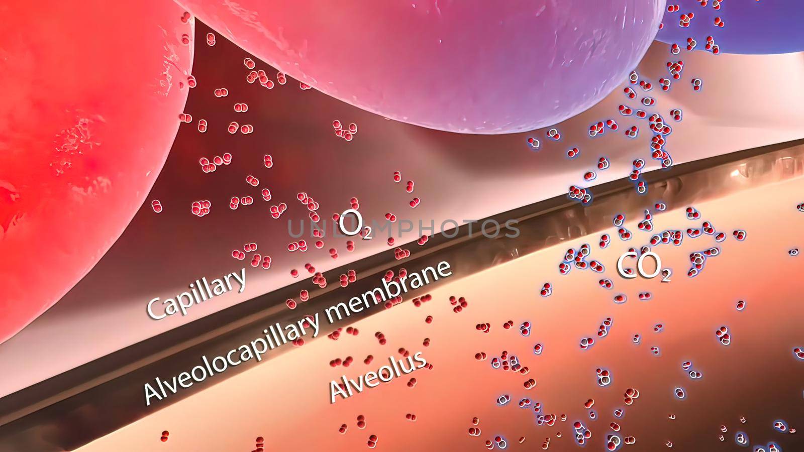 During gas exchange oxygen moves from the lungs to the bloodstream. At the same time carbon dioxide passes from the blood to the lungs. 3D illustration