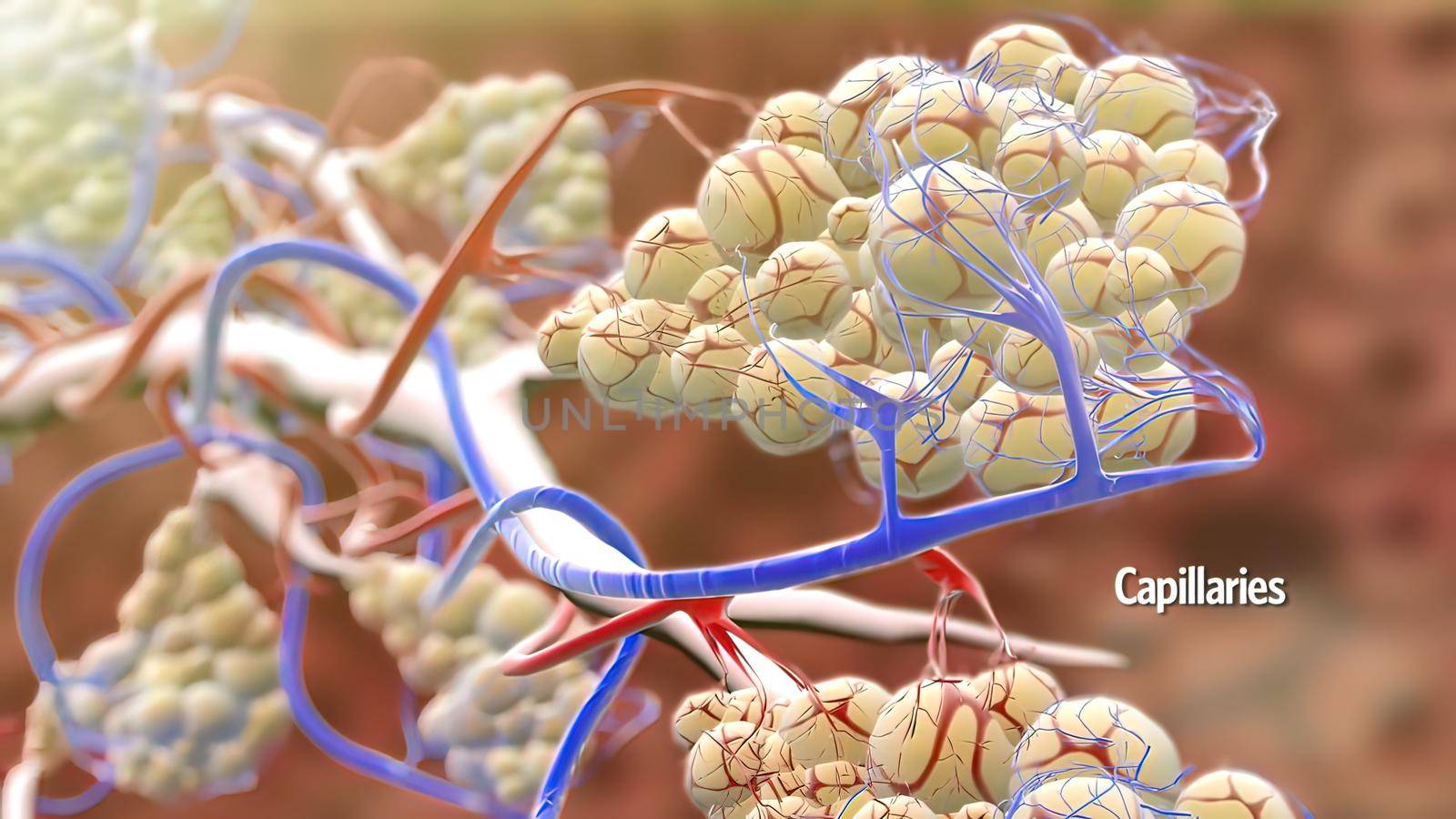 The structure of the human lungs and the working system of the respiratory system by creativepic