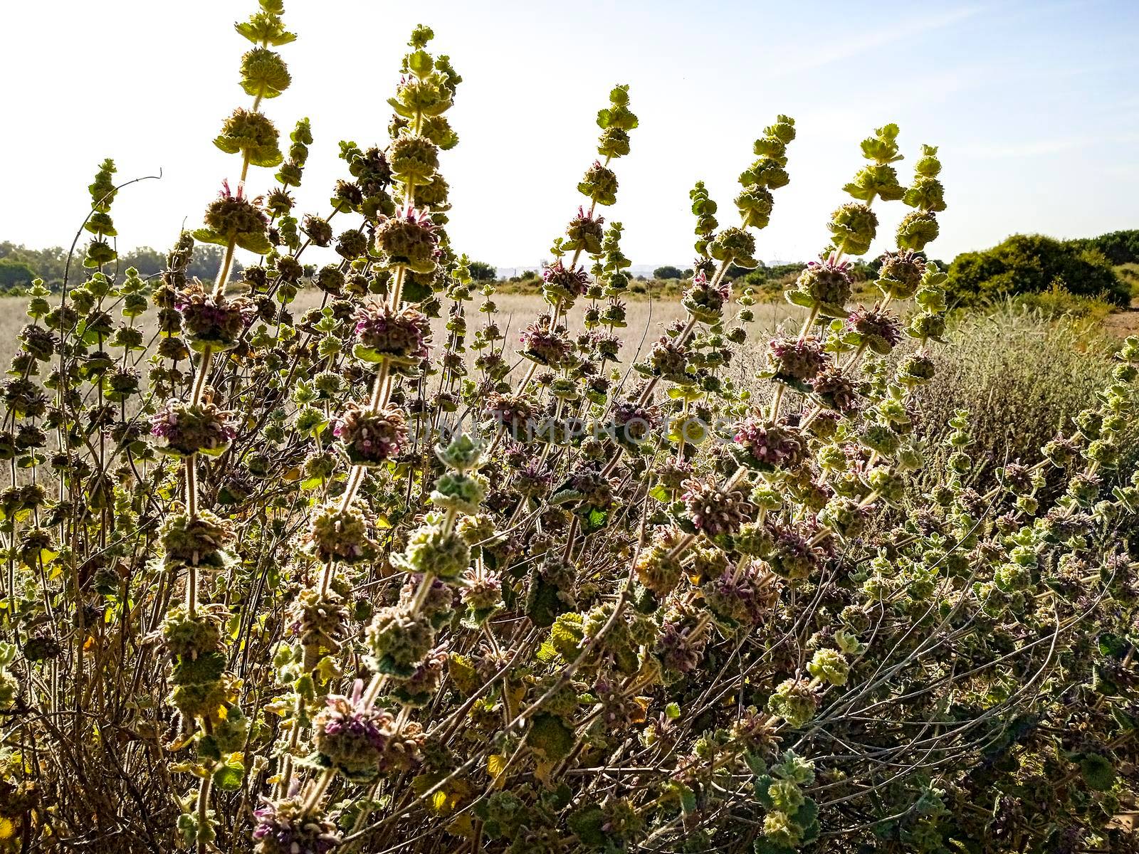 Ballota Hirsuta plant in the countryside in Spain by soniabonet