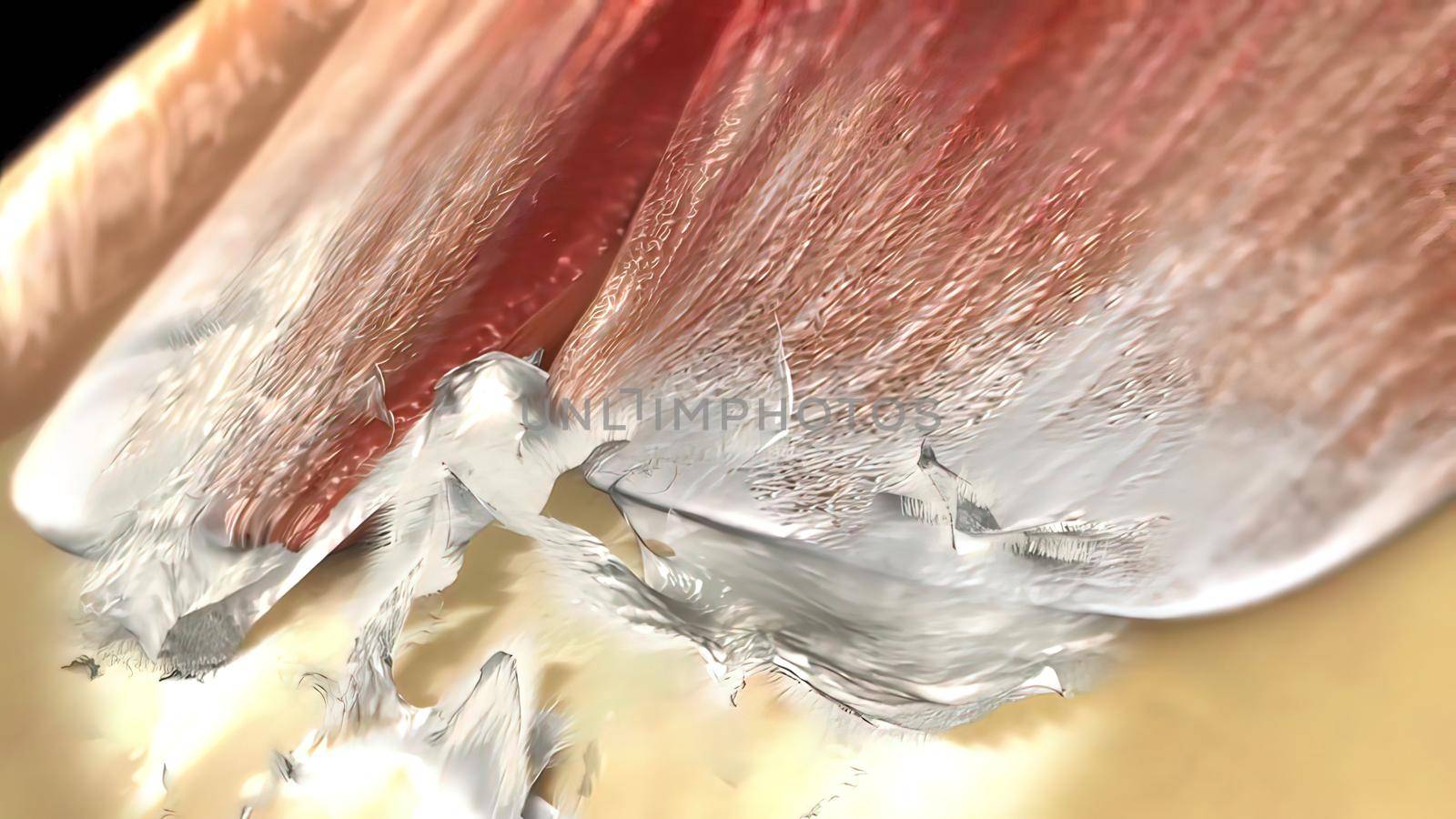 The humeral head is the articular surface of the upper extremity, which is hemispherical. 3D illustration