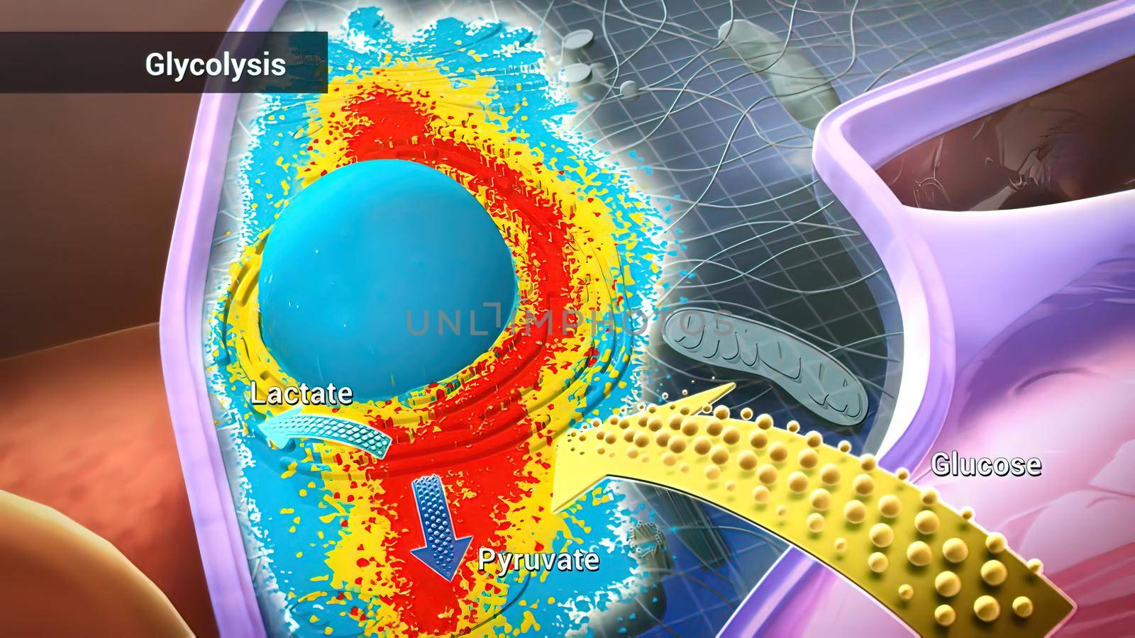 CELL BIOLOGY Most of the functions of organelles, such as mitochondria and the Golgi apparatus 3D illustration