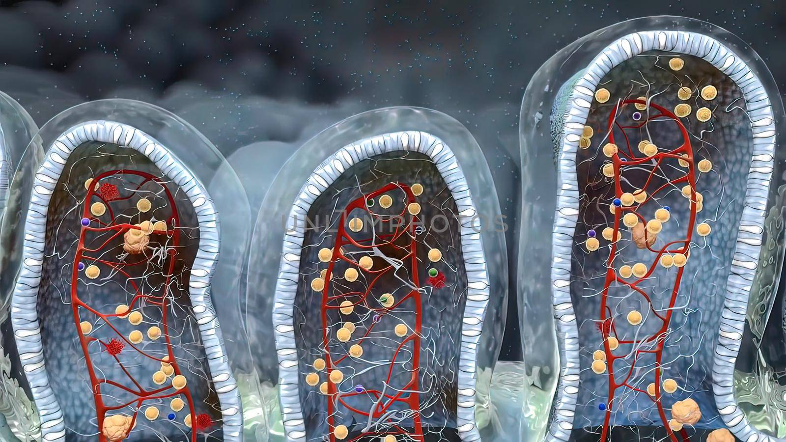 Identification of the ILC progenitor cell. Innate lymphoid cells are the most recently discovered family of innate immune cells. 3D illustration