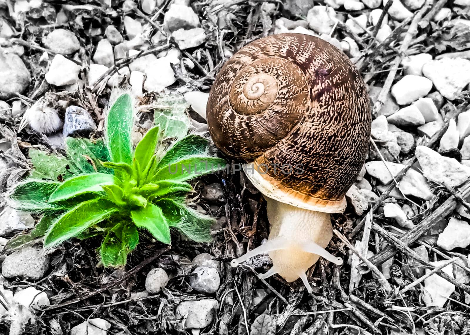 Brown snail with horns in the sun in the countryside