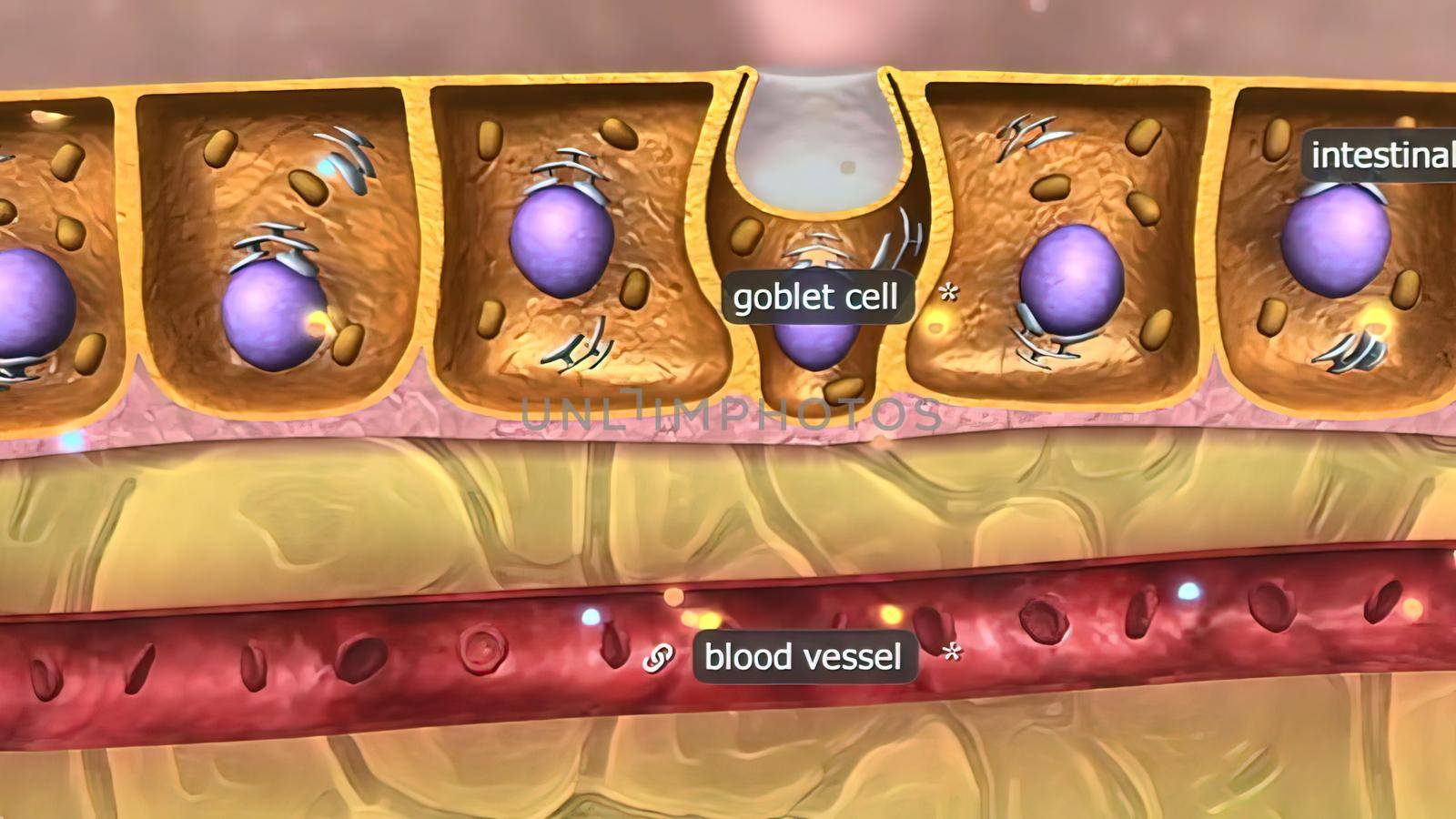 The large intestine is the final part of the gastrointestinal tract and digestive system in vertebrates. 3D illustration