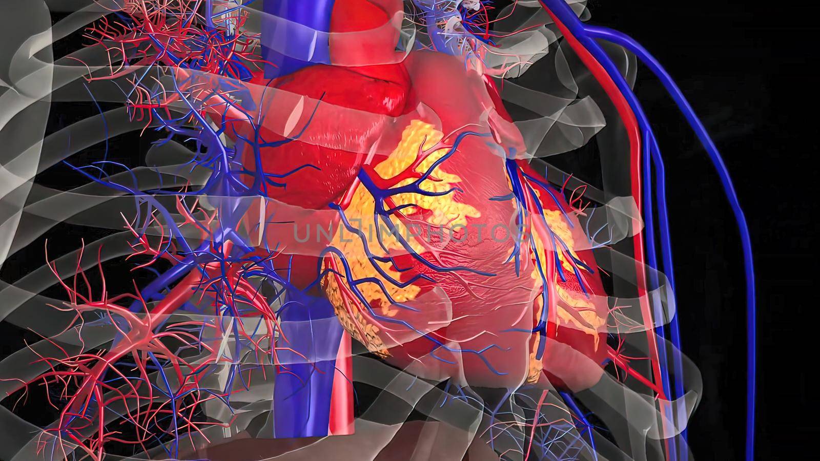 Human Circulatory System Heart Beat Anatomy Concept. 3D illustration