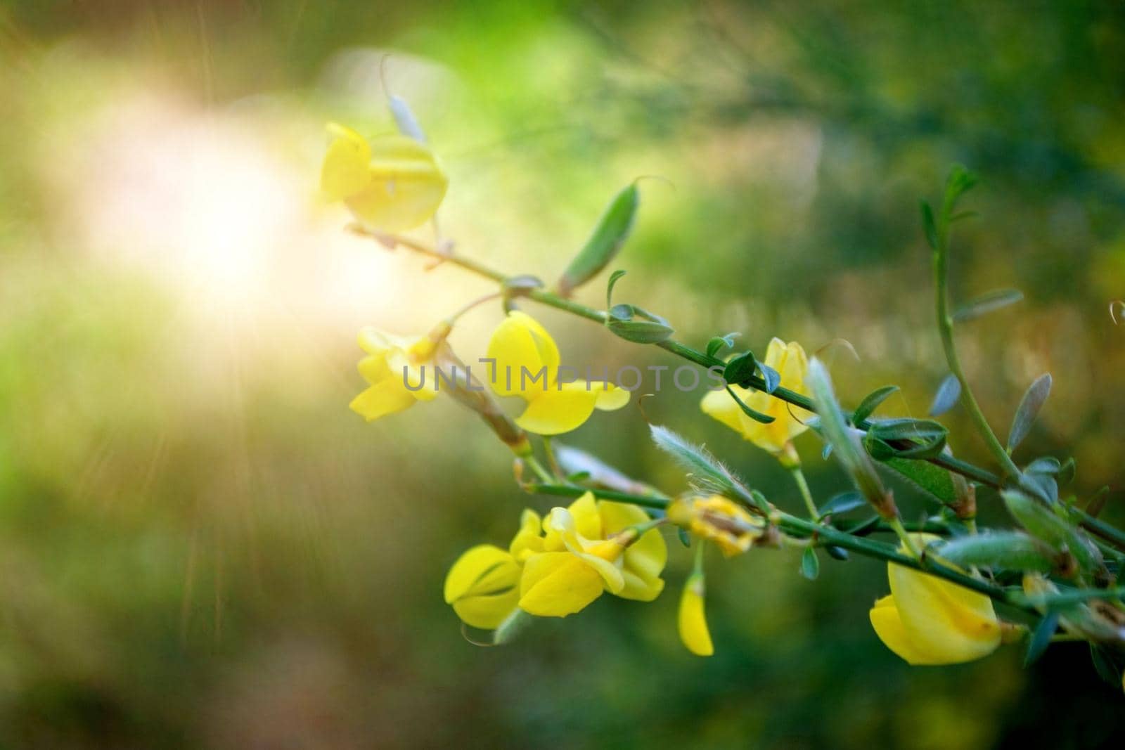 fields planted with corn. green corn sprouts in a field at a ranch. High quality photo