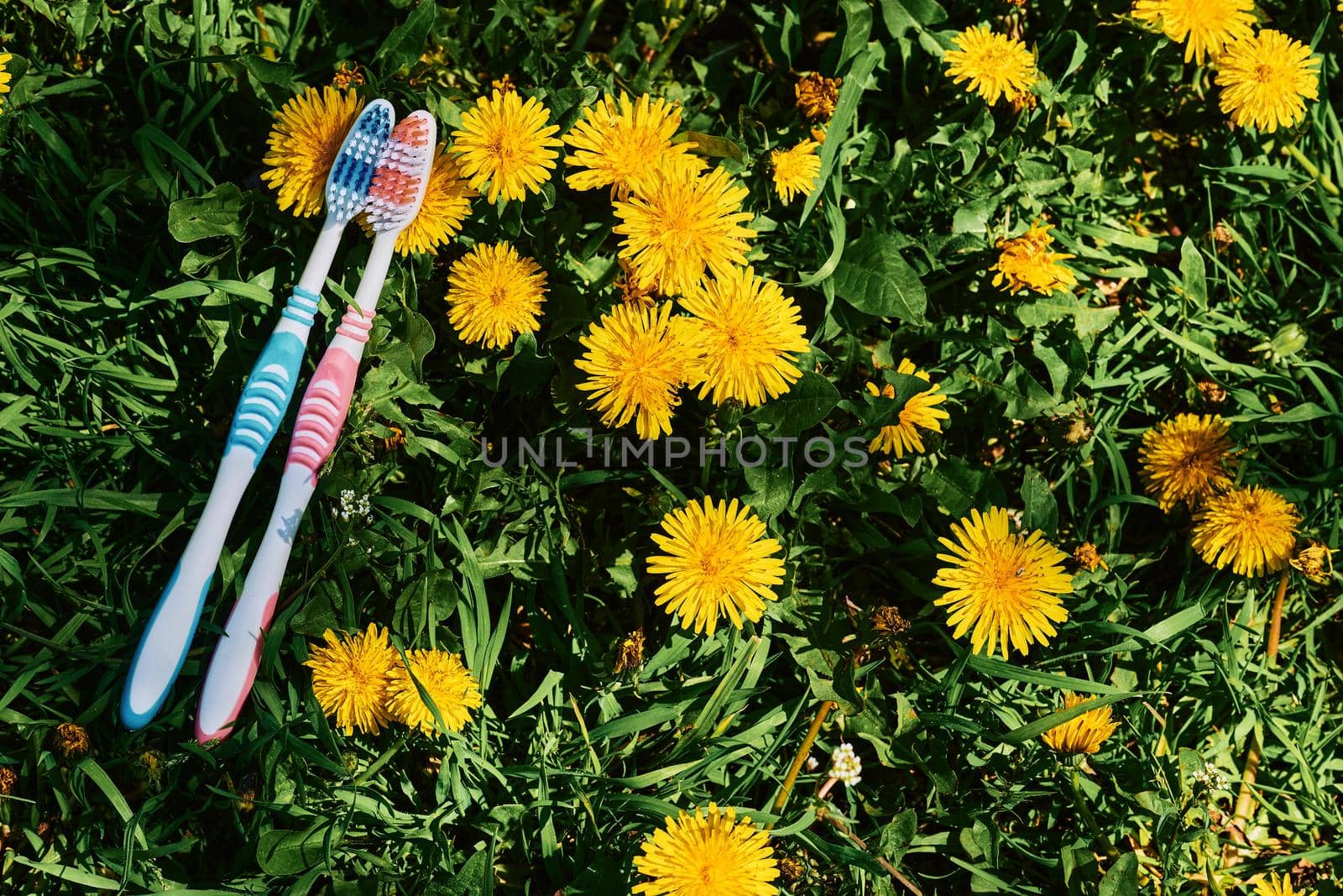 a small brush with a long handle, used for cleaning the teeth. Two toothbrushes on a green and yellow dandelion carpet.