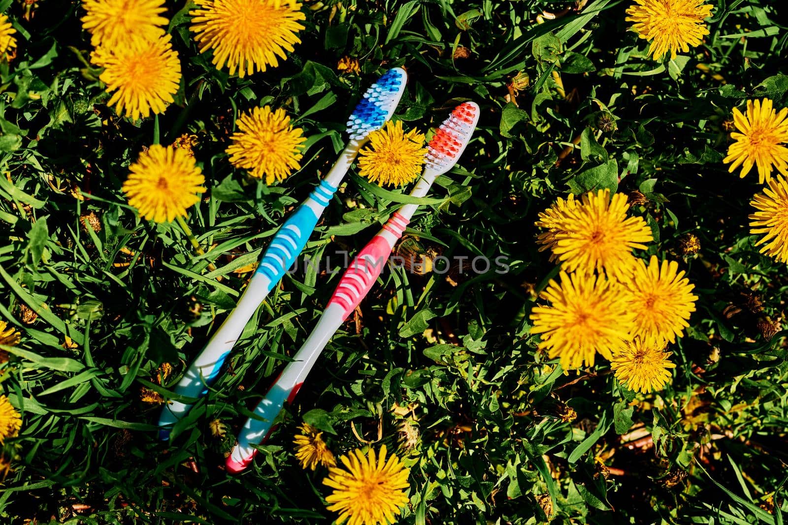 a small brush with a long handle, used for cleaning the teeth. Two toothbrushes on a green and yellow dandelion carpet.