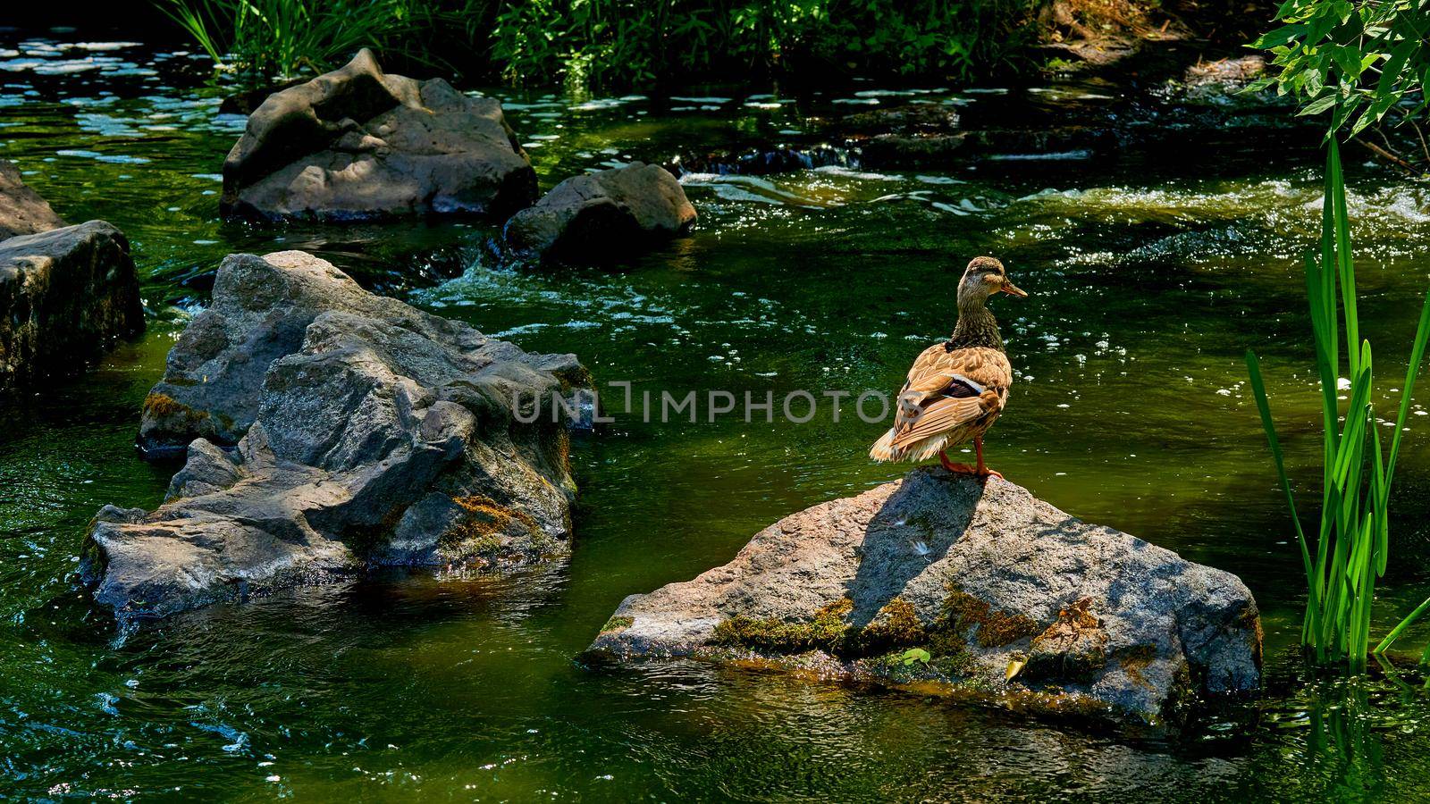 Wild brown duck walking on volcanic rocks on a river by jovani68