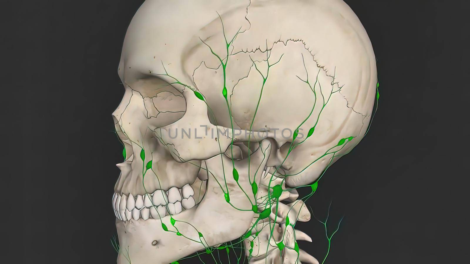 The lymphatic system is an organ system that is part of the immune system in vertebrates and complements the circulatory system. 3D illustration