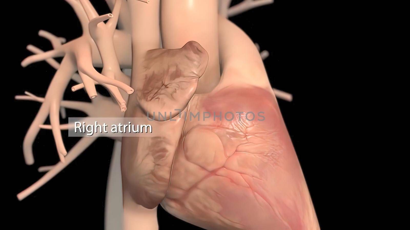 Human heart, realistic anatomy 3D illustration