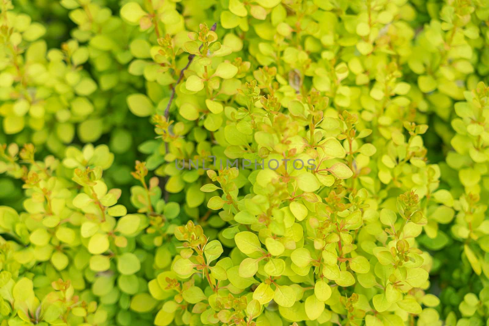 multicolored shrub leaves close-up as a background. High quality photo
