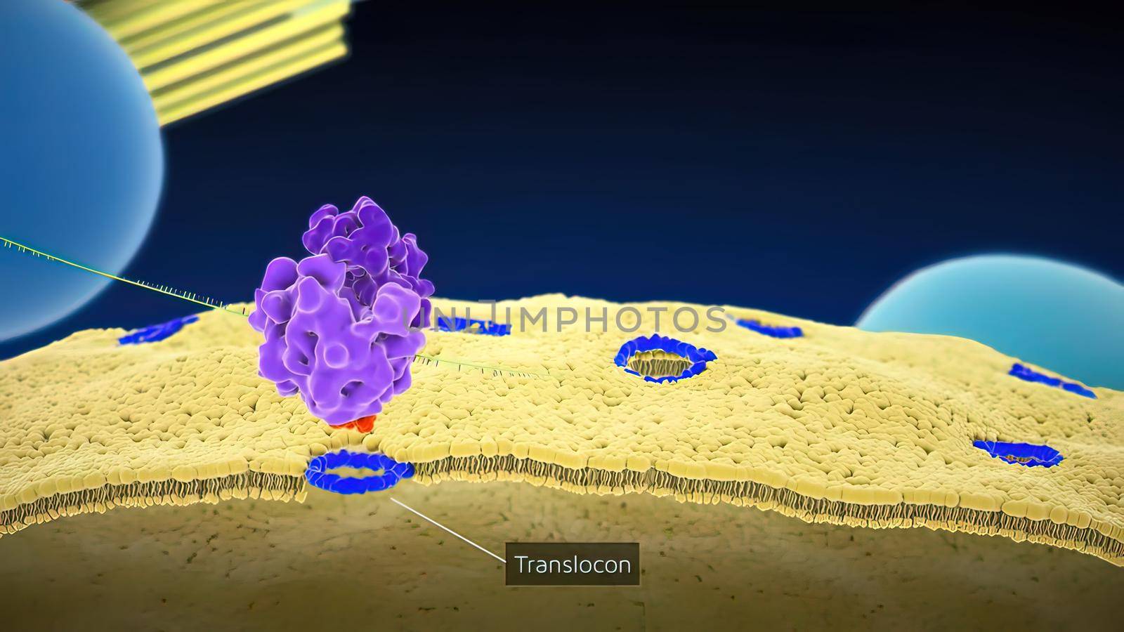 Ribosomal DNA (rDNA) is a DNA sequence that codes for ribosomal RNA 3D illustration