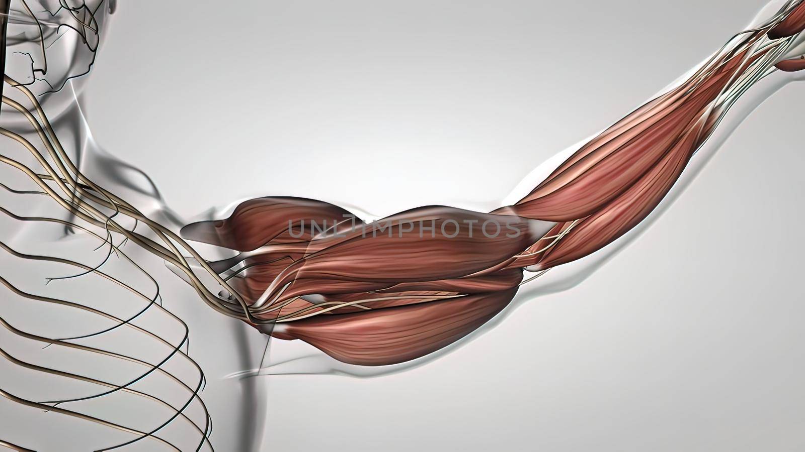 muscle and nervous system in the arm 3D illustration