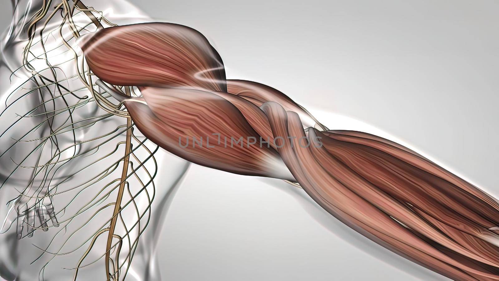 muscle and nervous system in the arm by creativepic