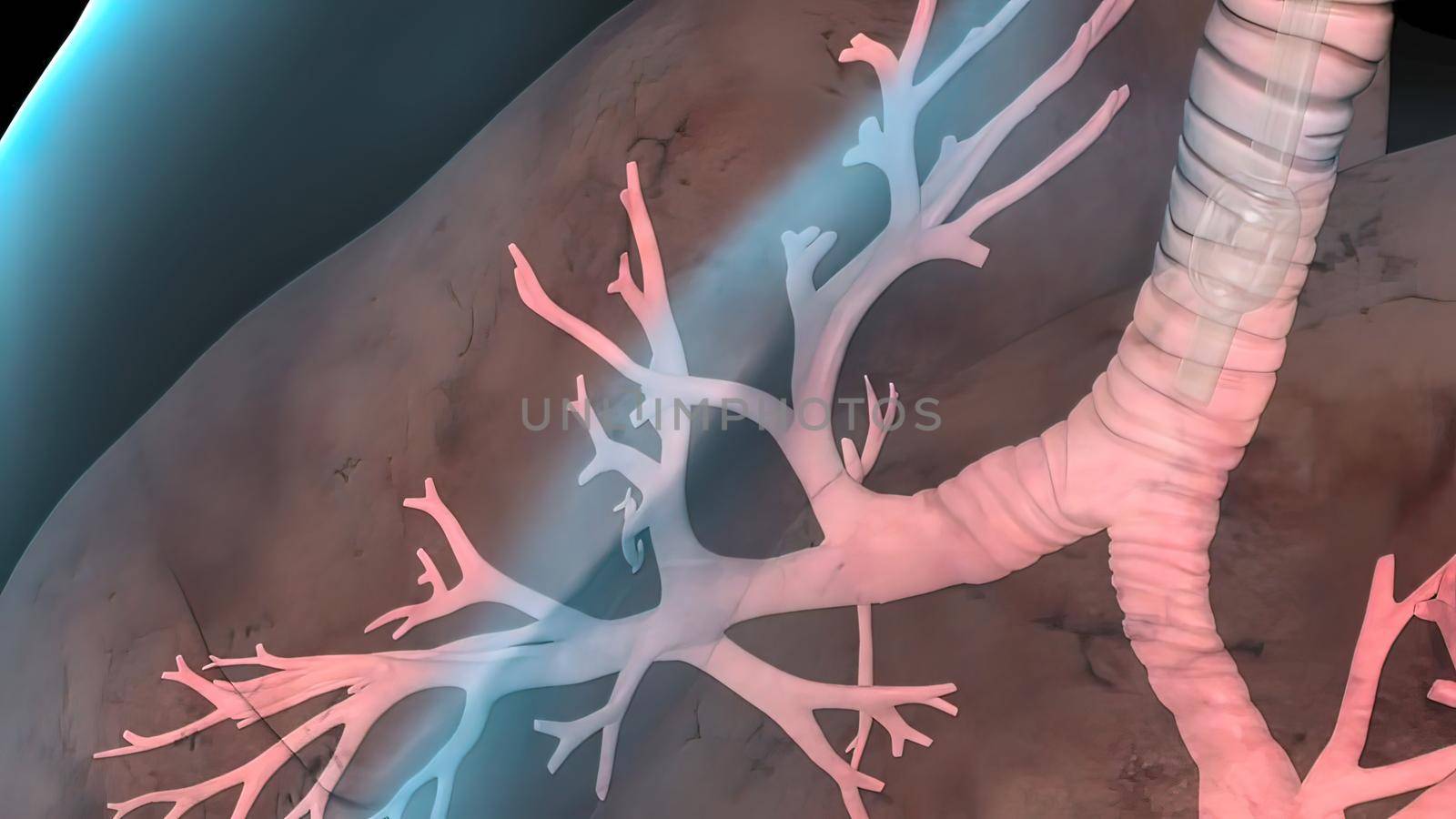 chamber alveoli of the lungs by creativepic