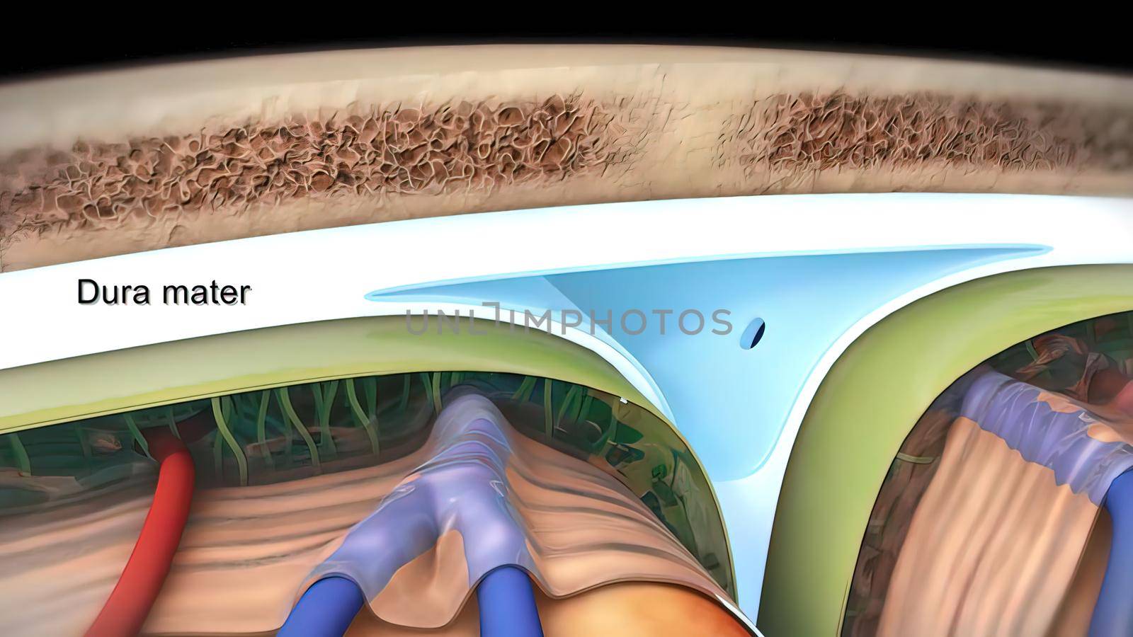 Membranes that protect the brain 3D illustration