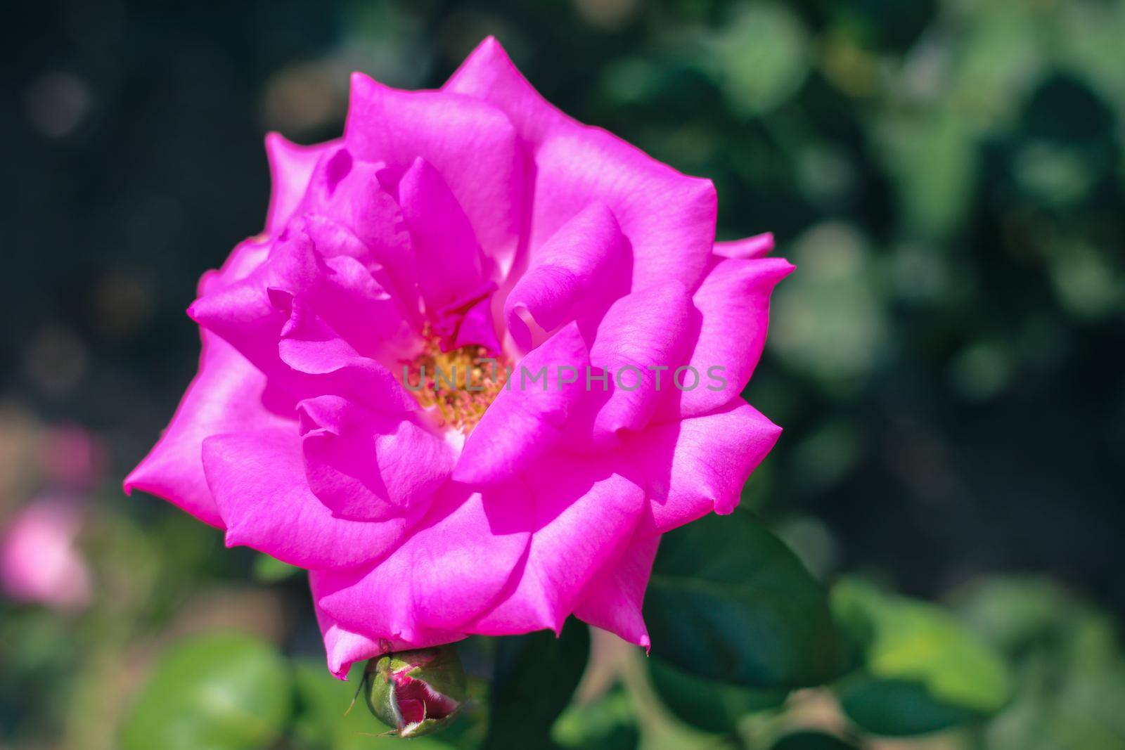 Beautiful Selection Rose Close-up in Summer Sunny Garden. Romantic Floral Bakcground or Greeting Card. by iliris