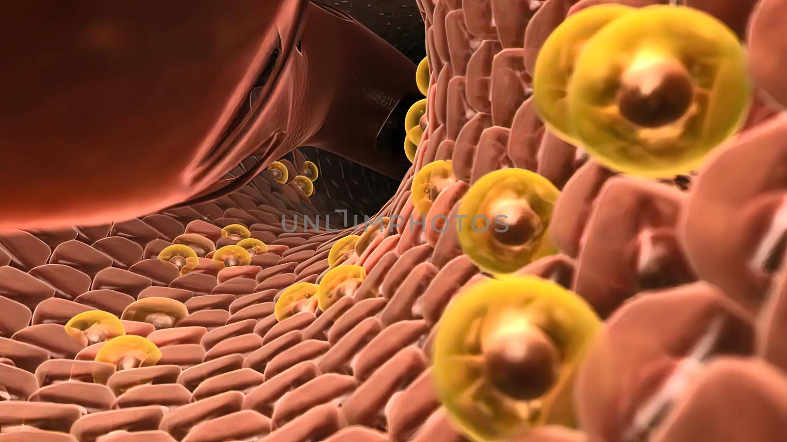 Hepastem - increase of healthy cells in liver 3D illustration